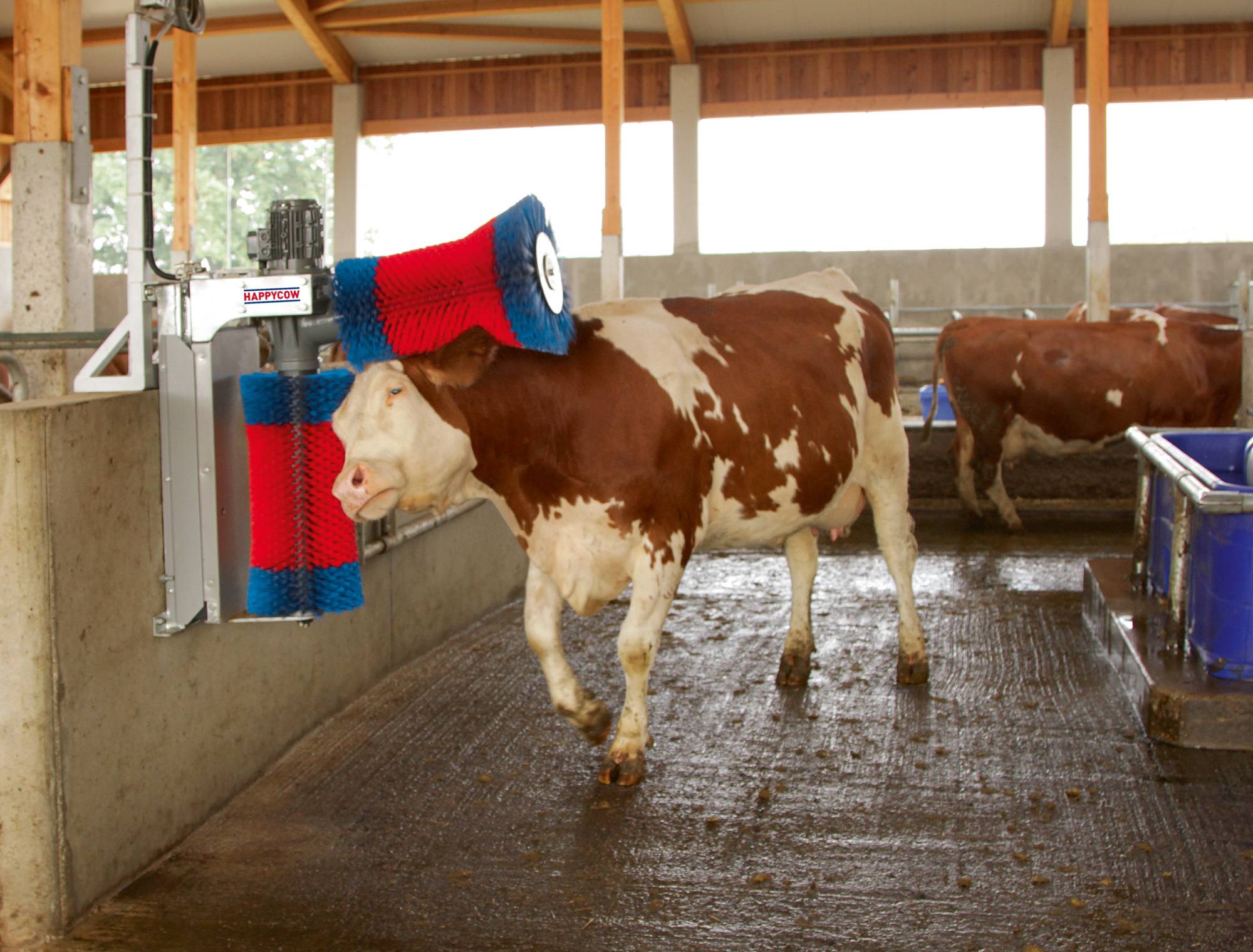 Щетки для коров Happy Cow. Чесалка для коров. Щетка чесалка для коров. Автоматизированная мойка для КРС. Сколько чистится корова